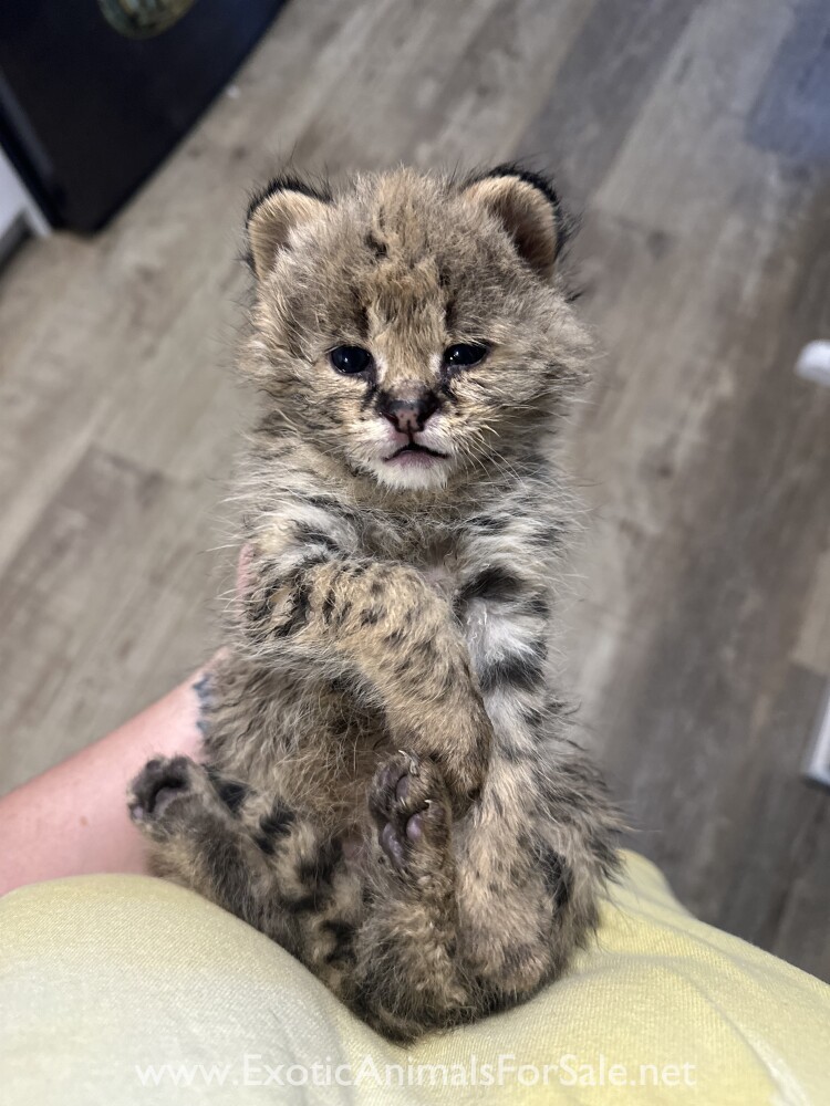 serval-kittens-for-sale