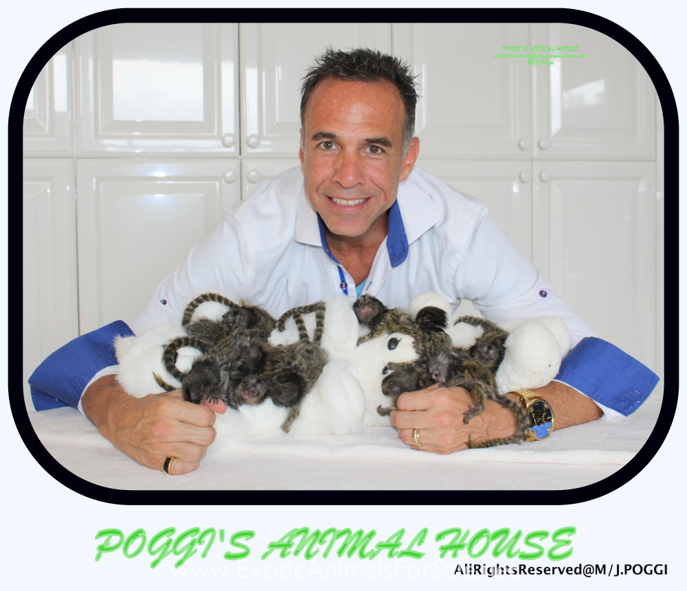 BABY MARMOSETS (AKA POCKET MONKEY AVAILABLE !!) FINANCING AVAILABLE