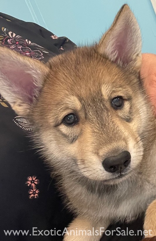 Howling Hickory Hollow for Sale