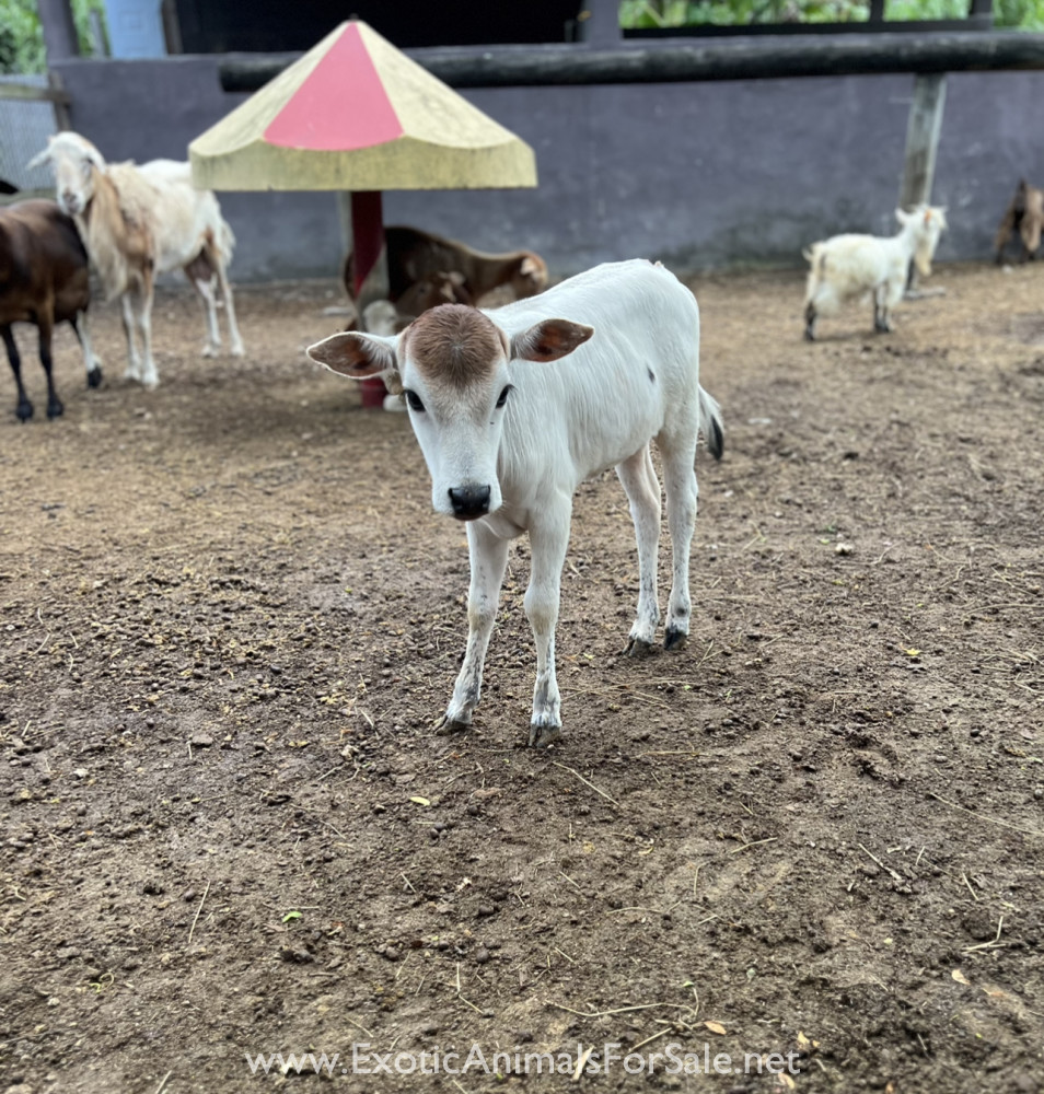 Baby mini female zebu for Sale