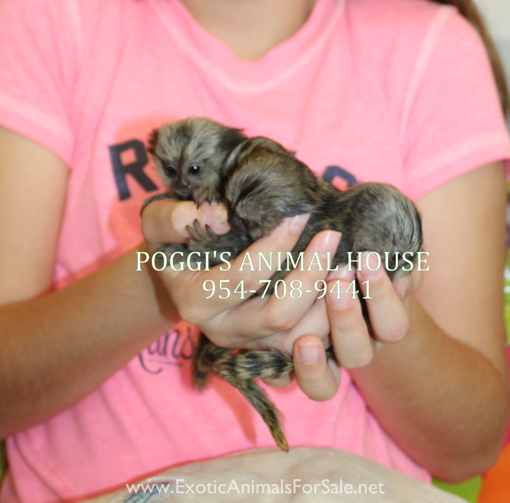MARMOSET FOR SALE, POCKET MONKEY, AKA FINGER MONKEY. FINANCING