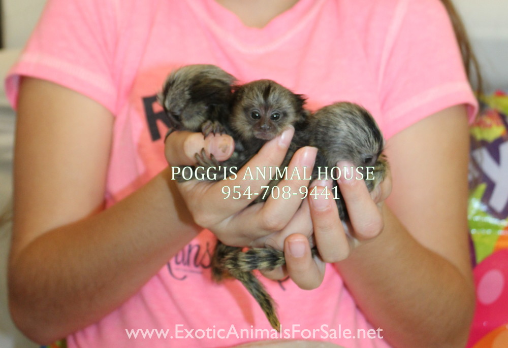 MARMOSET FOR SALE, POCKET MONKEY, AKA FINGER MONKEY. FINANCING