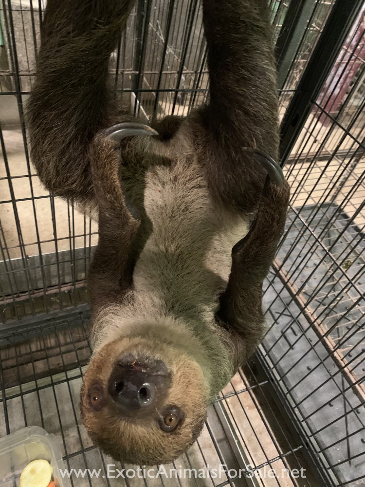 Sloth for Sale for Sale