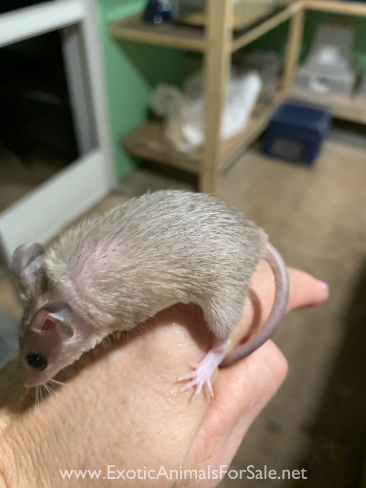 Spiny Mice for Sale