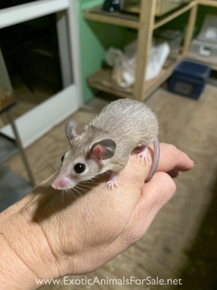 Spiny Mice for Sale