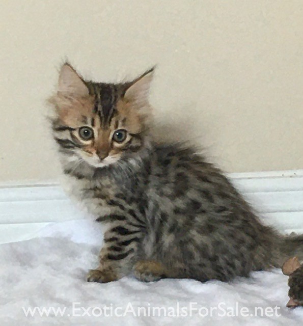 Cashmere Bengal Kitten Available for Sale