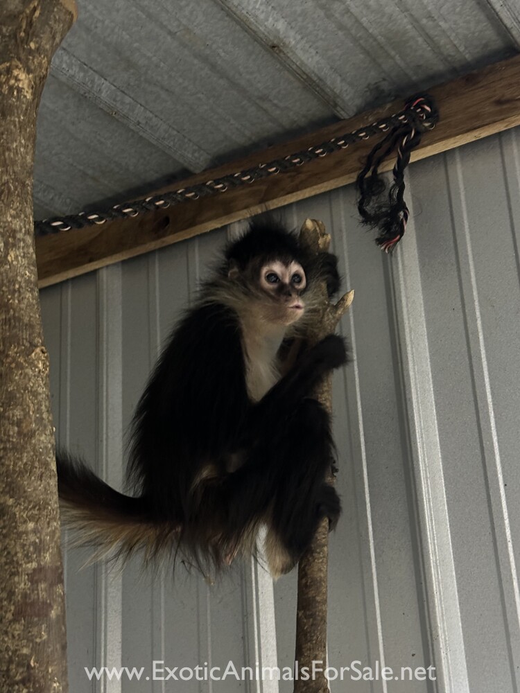 Female spider monkey for Sale