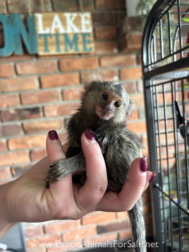 Marmosets For Sale