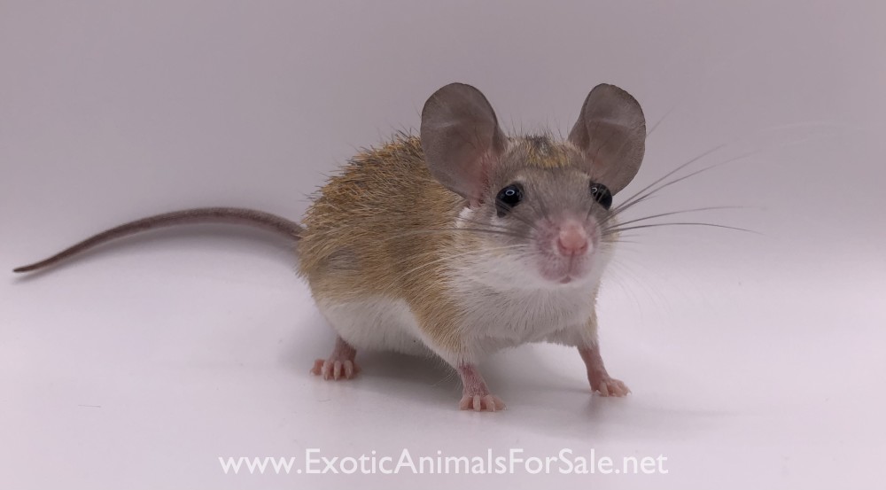 Egyptian Spiny Mice for Sale