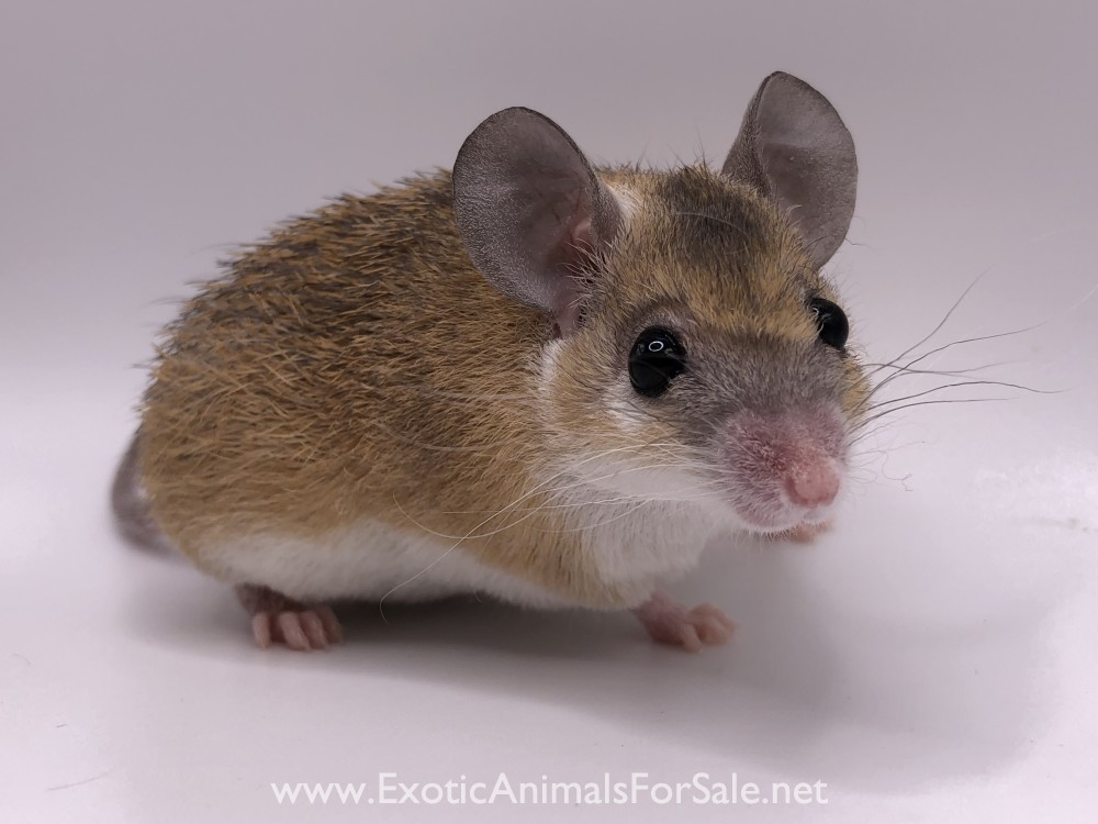 Egyptian Spiny Mice for Sale
