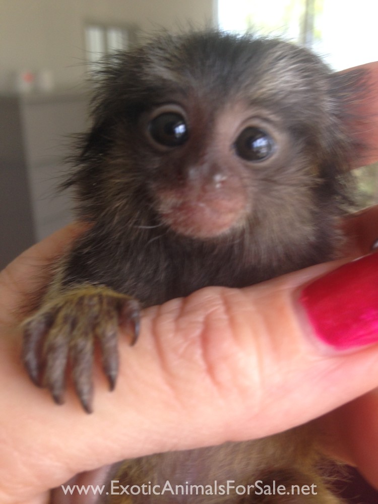 MARMOSETS (AKA POCKET MONKEY AVAILABLE !!) FINANCING AVAILABLE, DELIVERY AVAILABLE, ADVANCED