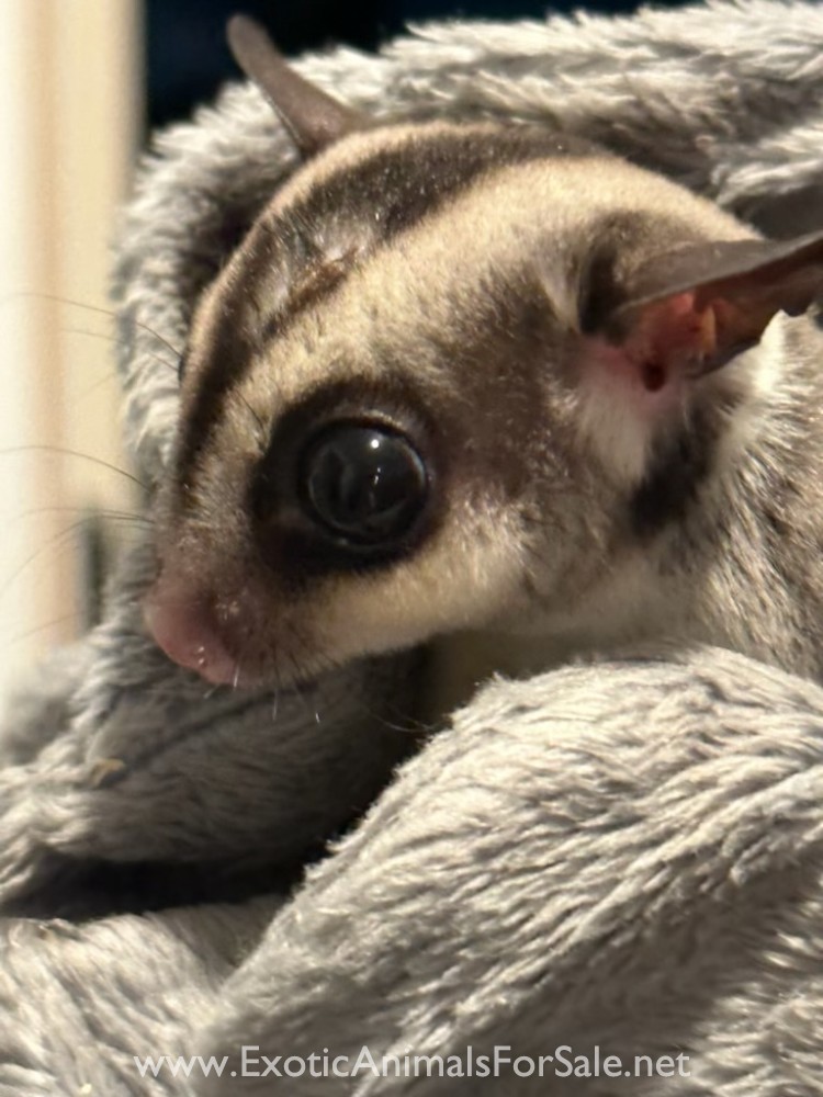 Male sugar glider for Sale