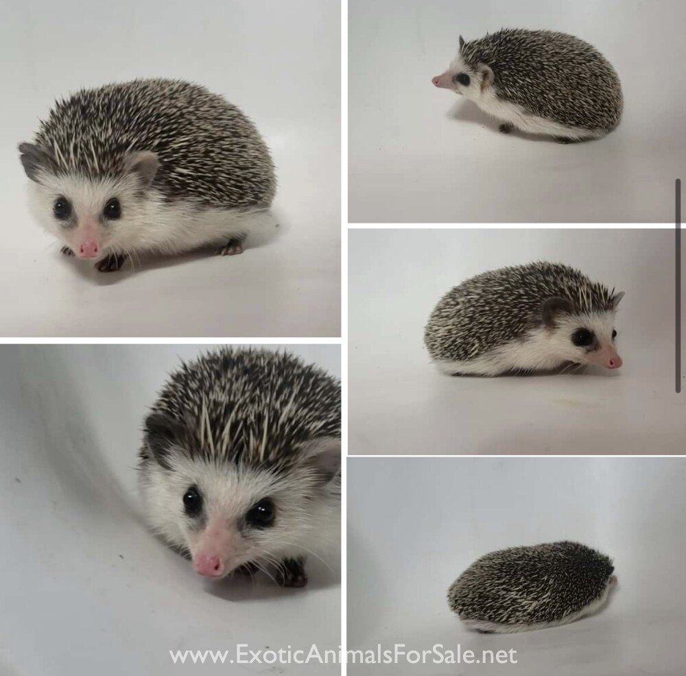 Hedgehogs for sale near me