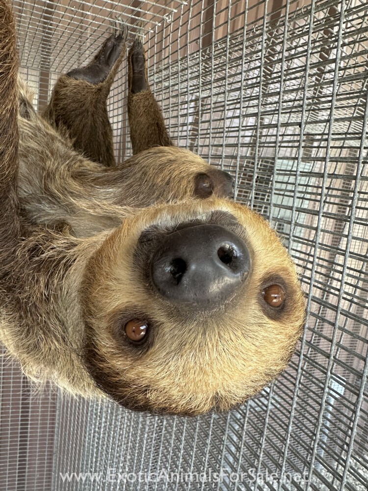 Baby and Mom Two Toed Sloth for Sale