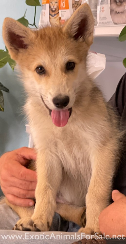 Howling Hickory Hollow for Sale