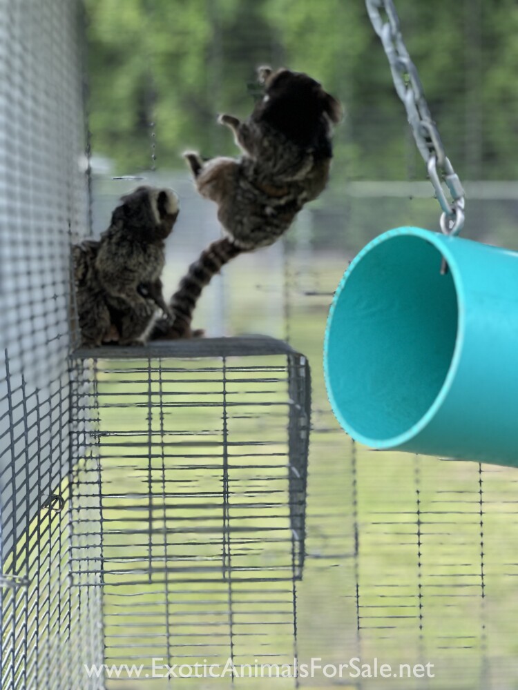 Monkeys R Us Tennessee Marmoset monkeys for Sale