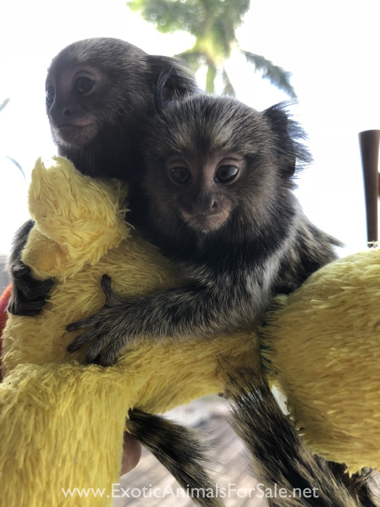 BABY MARMOSETS (AKA POCKET MONKEY AVAILABLE !!) FINANCING AVAILABLE
