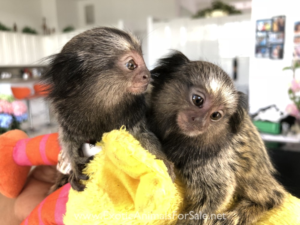 BABY MARMOSETS (AKA POCKET MONKEY AVAILABLE !!) FINANCING AVAILABLE