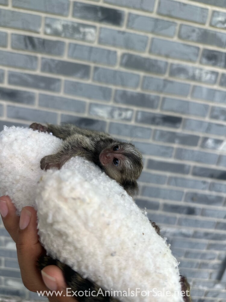 Marmoset Monkeys for Sale