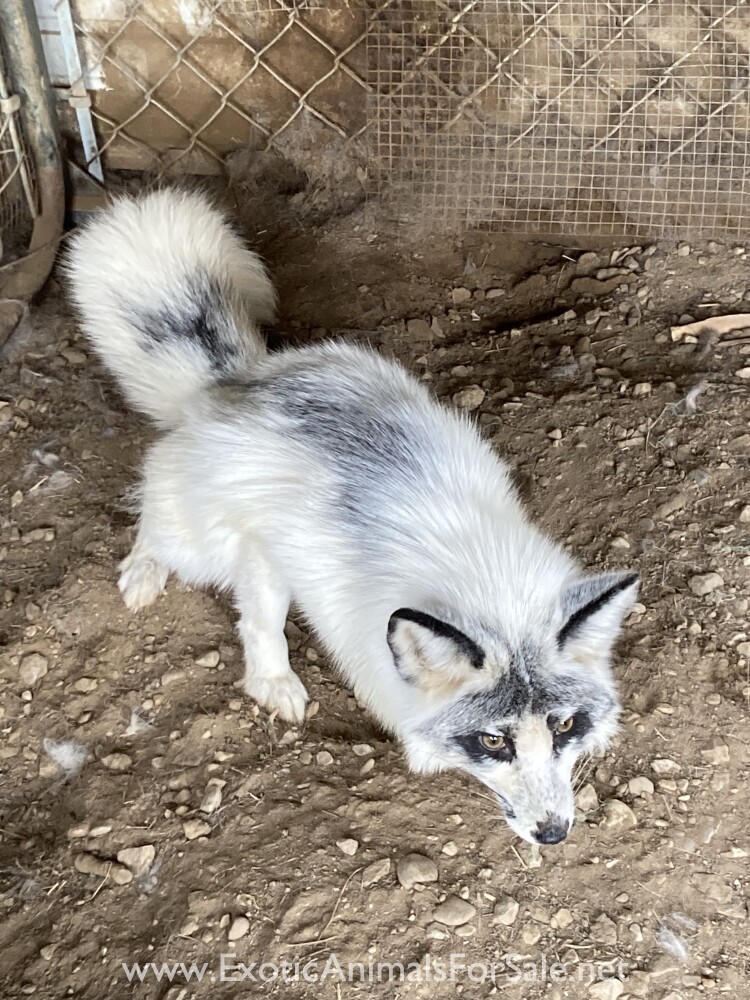 Fox kits for Sale