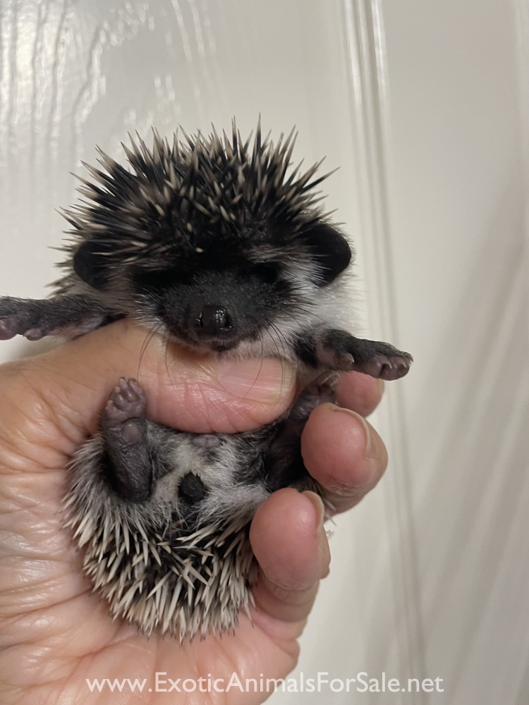 Hedgehog/Algerian Black for Sale