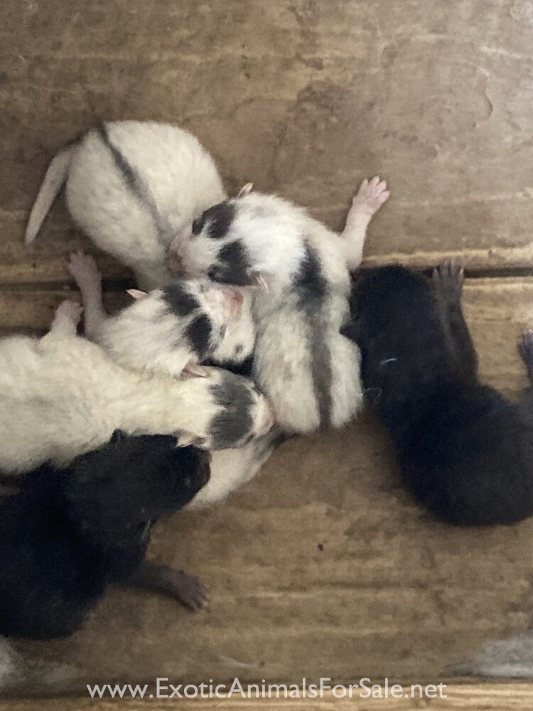 Fox kits for Sale