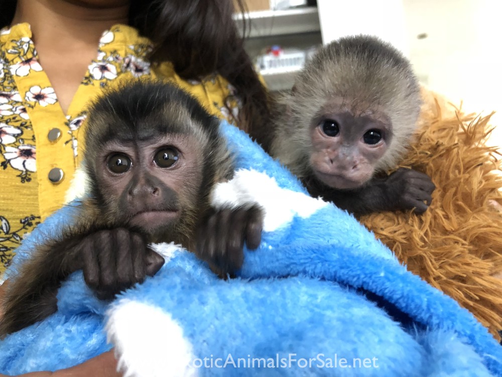 BABY CAPUCHIN MONKEYS FOR SALE !! WE ARE THE EXPERTS. FINANCING