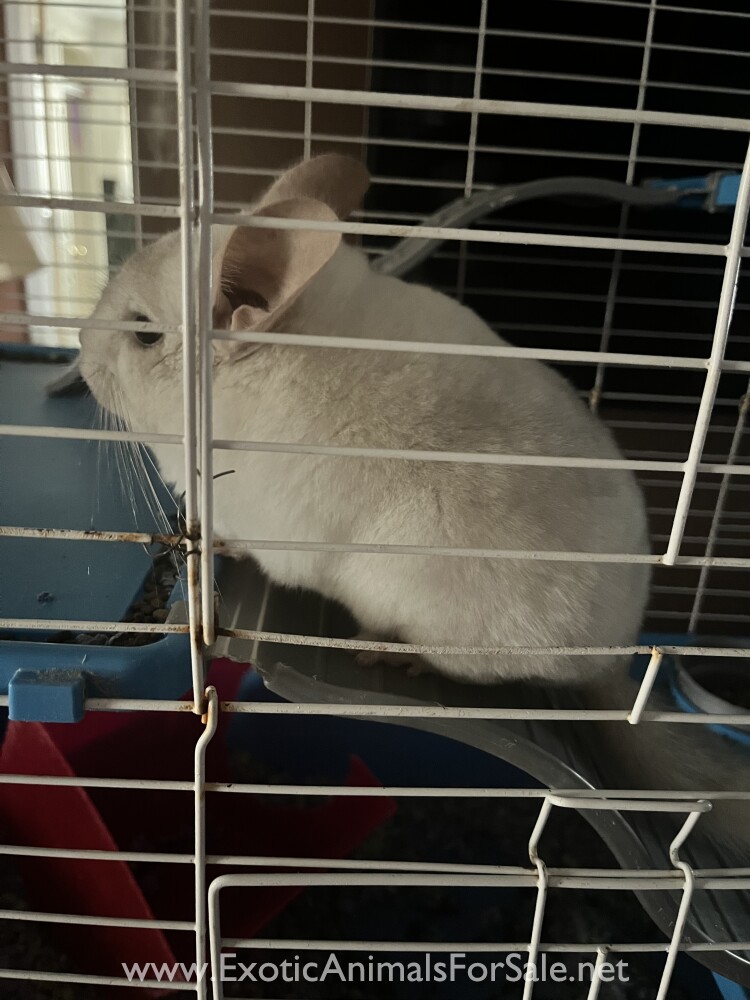 White female chinchilla for Sale