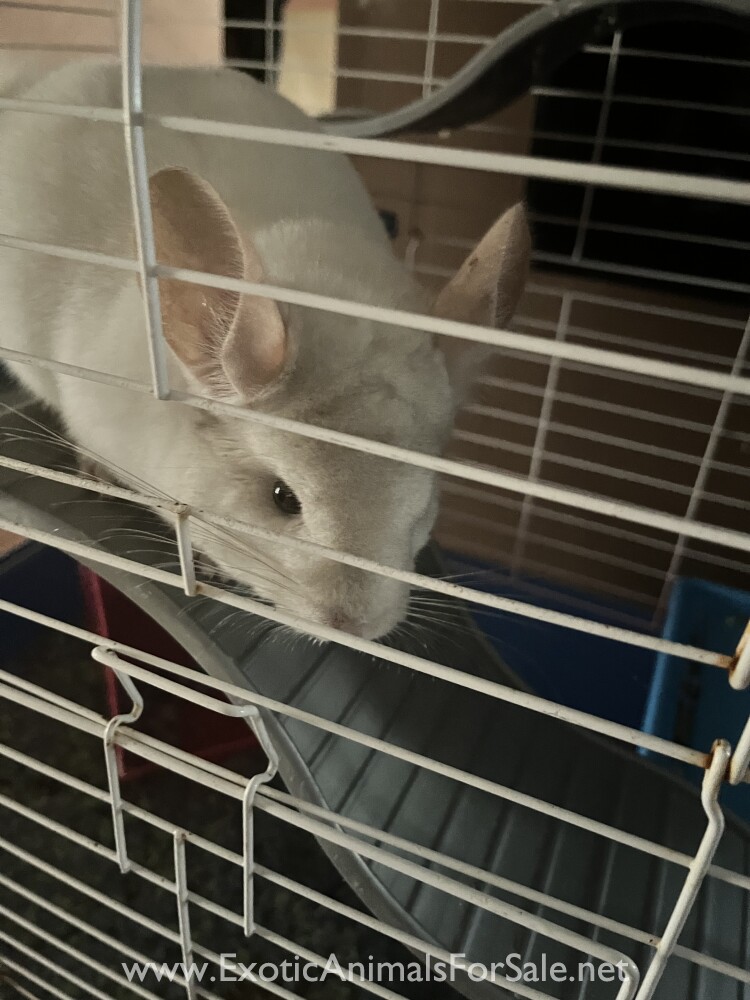 White female chinchilla for Sale