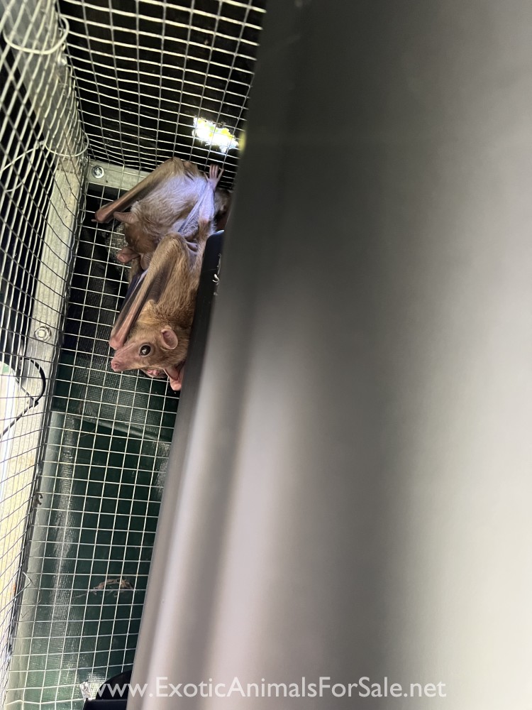 Egyptian Fruit bats for Sale
