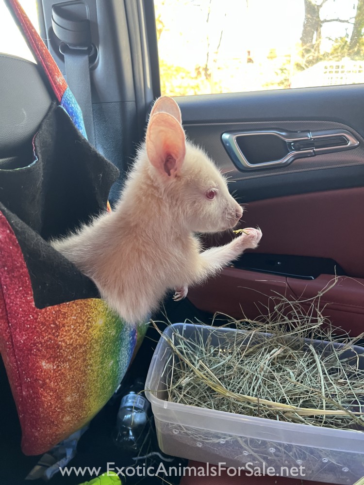 1.1 Albino Wallaby for Sale