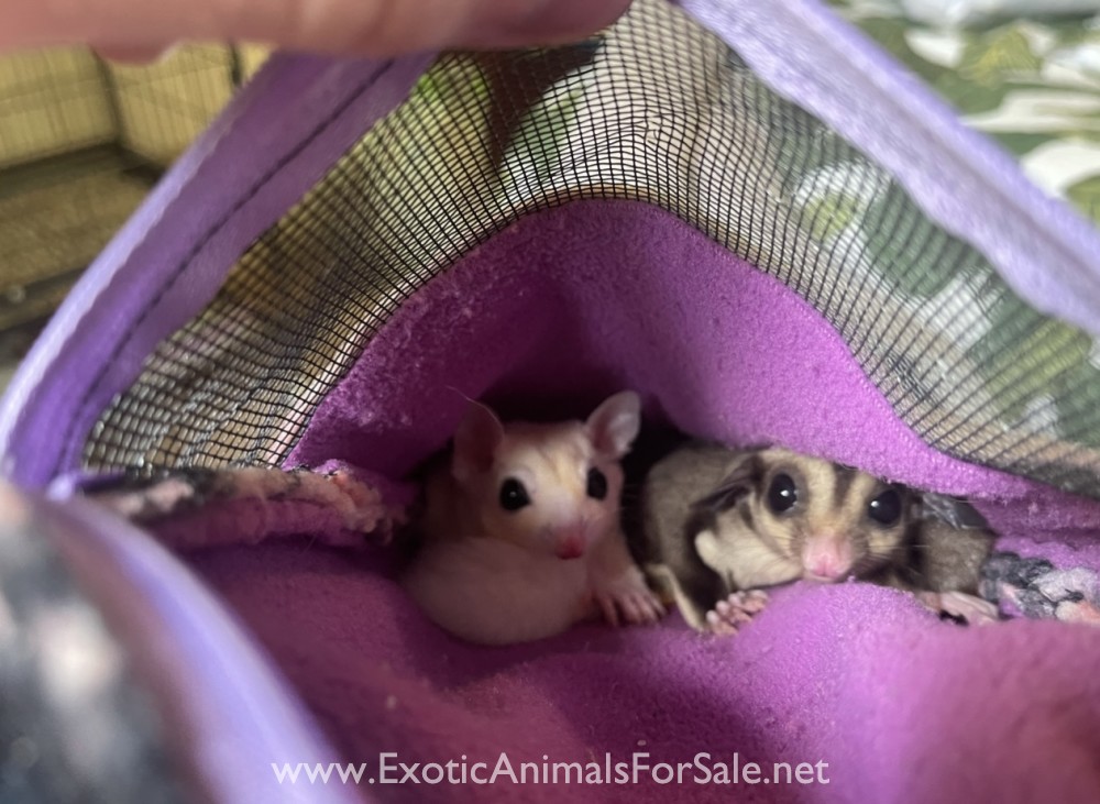 2 sugar gliders!! for Sale