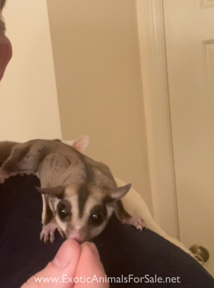 2 sugar gliders!! for Sale