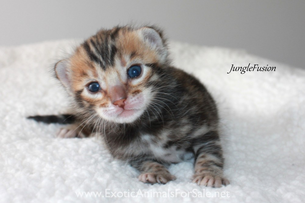 Bengal kittens for Sale
