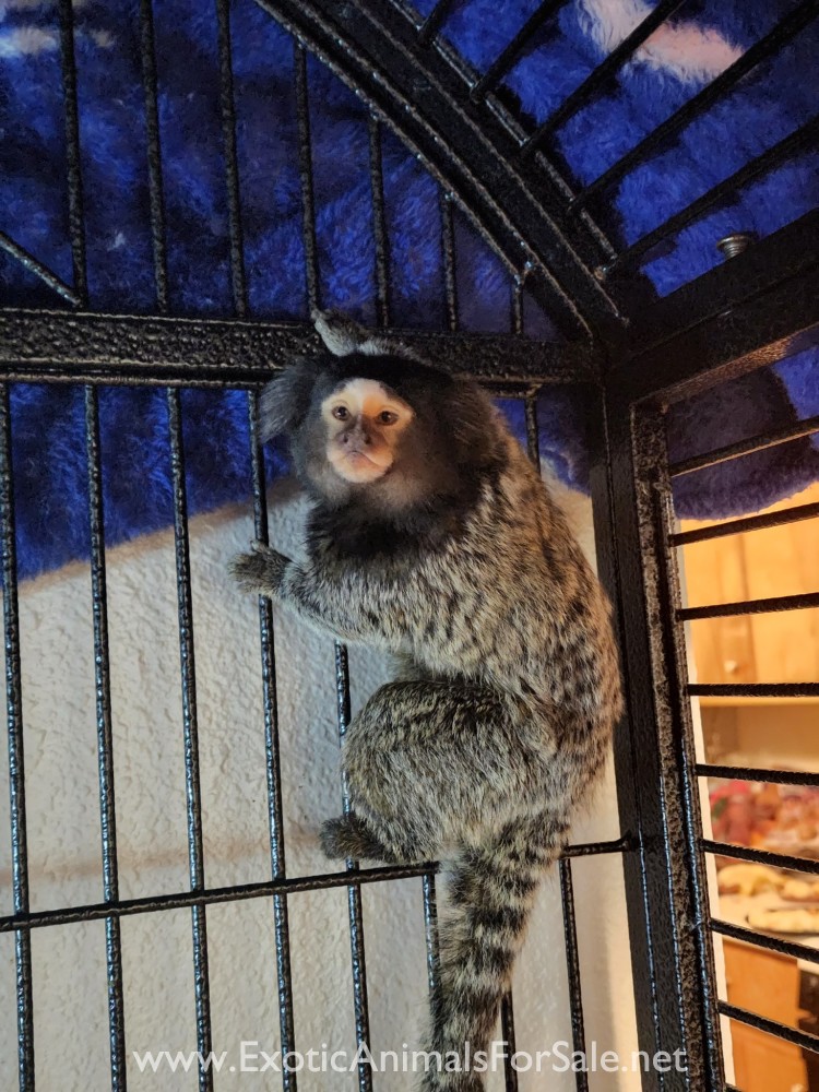 Marmoset Monkey, FINANCING AVAILABLE! for Sale