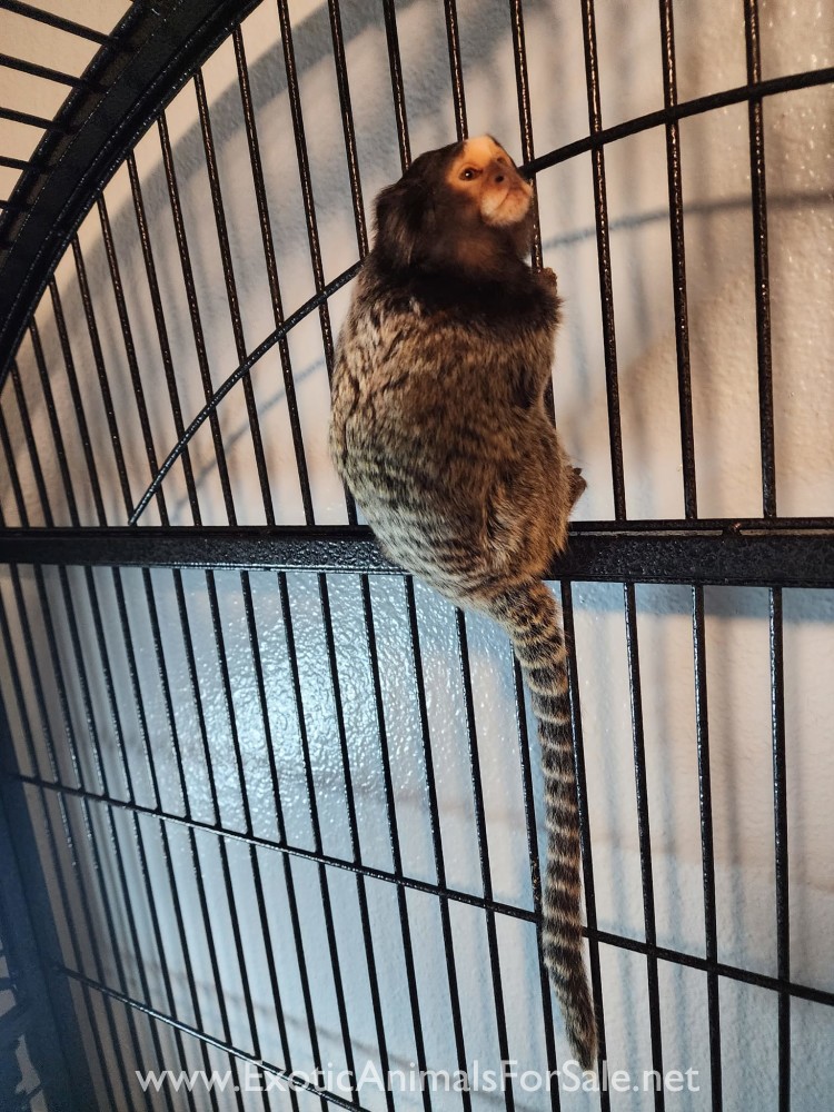 Marmoset Monkey for Sale