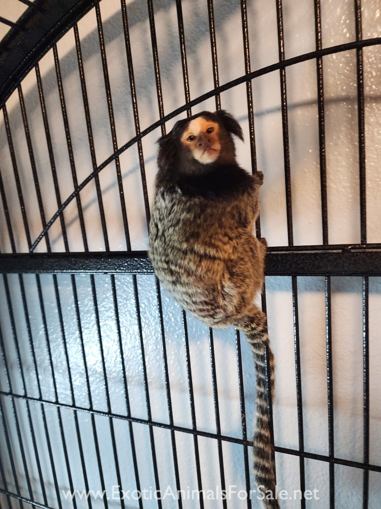Marmoset Monkey for Sale