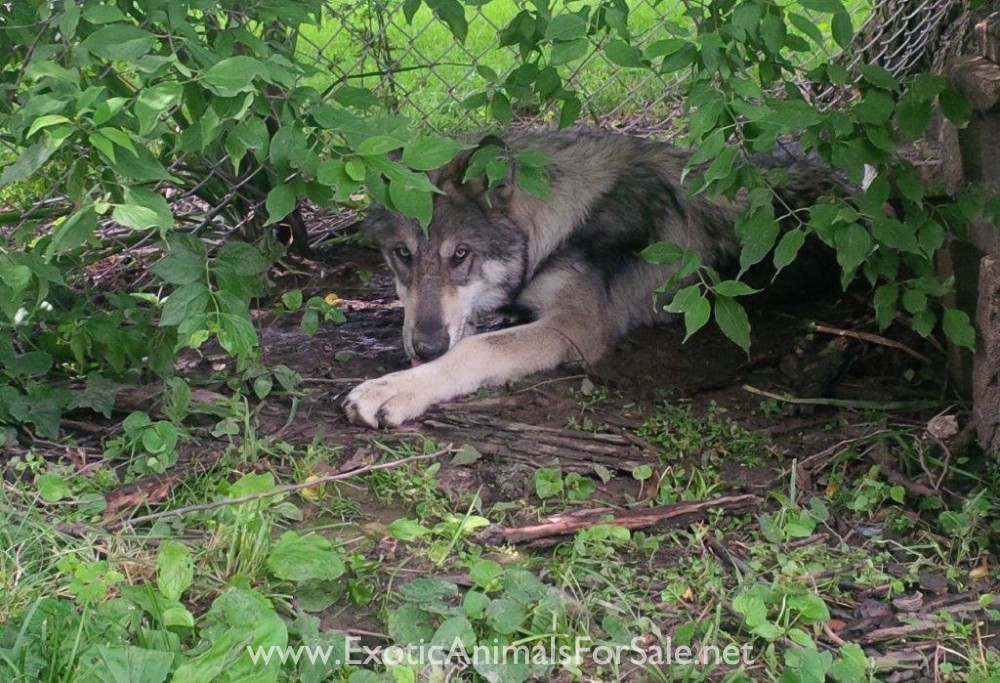 wolf dogs for sale for Sale