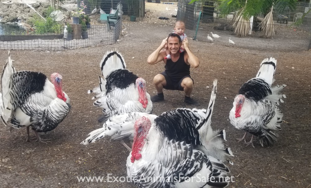 GIANT ROYAL PALM TURKEYS FOR SALE for Sale