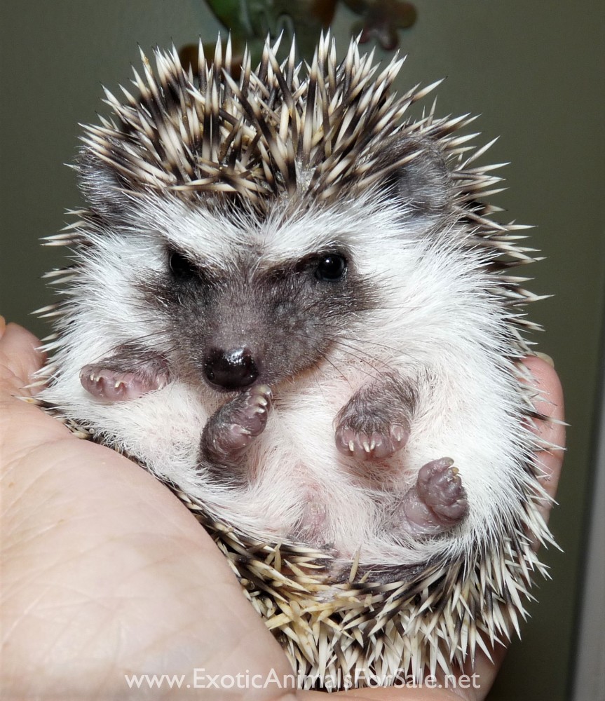 Hedgehog Babies for Sale