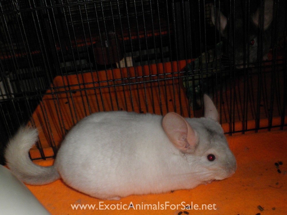 Chinchillas For Sale