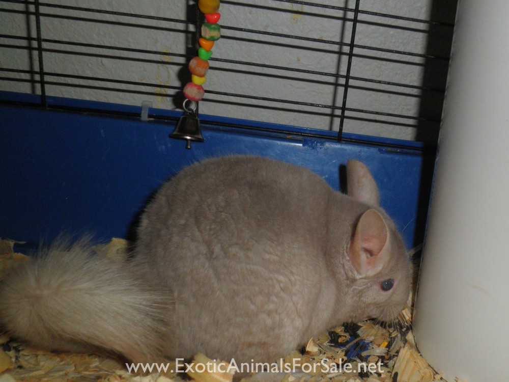 Chinchillas For Sale