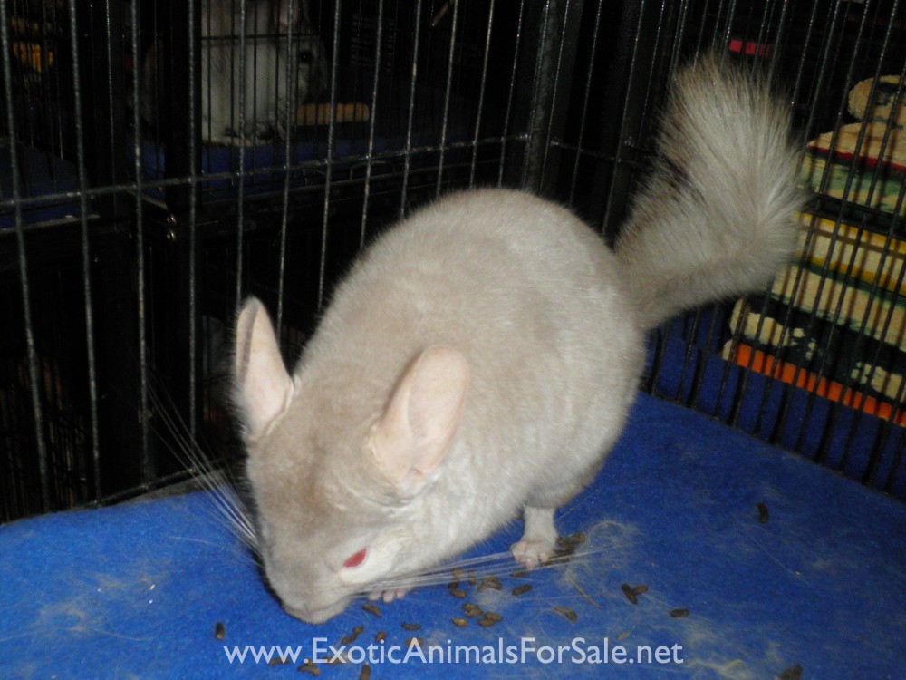 Chinchillas For Sale