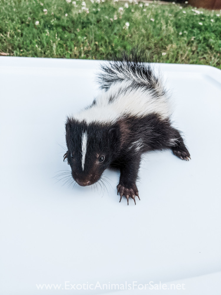 realistic skunk plush skunk fake animals realistic on pet skunk for sale uk