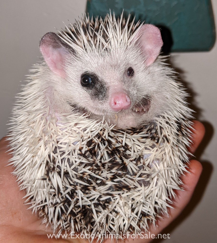 Hedgehogs!!! Oklahoma for Sale
