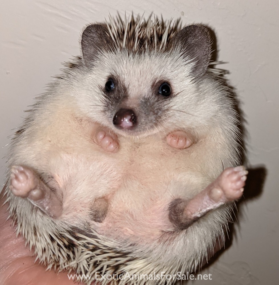 Hedgehogs!!! Oklahoma for Sale