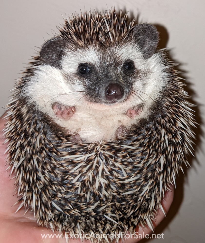 Baby Hedgehogs! Located in Oklahoma for Sale