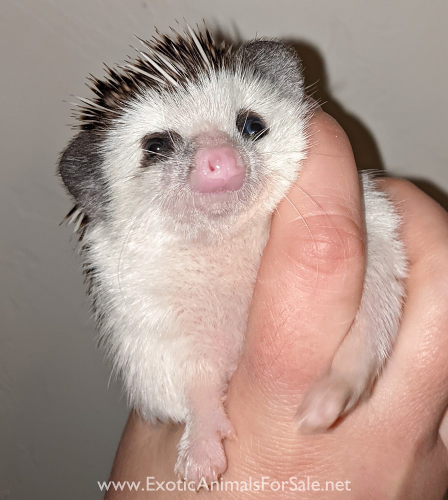 Hedgehogs! Located in Oklahoma for Sale