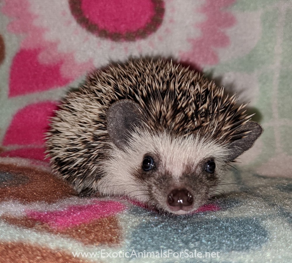 Baby Hedgehogs! for Sale