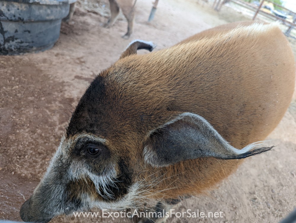 Adult pair of red river hogs for Sale